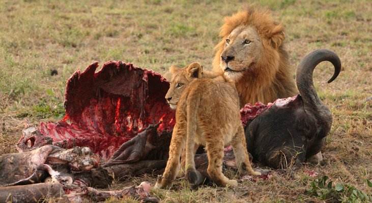 Being Vegetarian Does Not Make You Spiritual