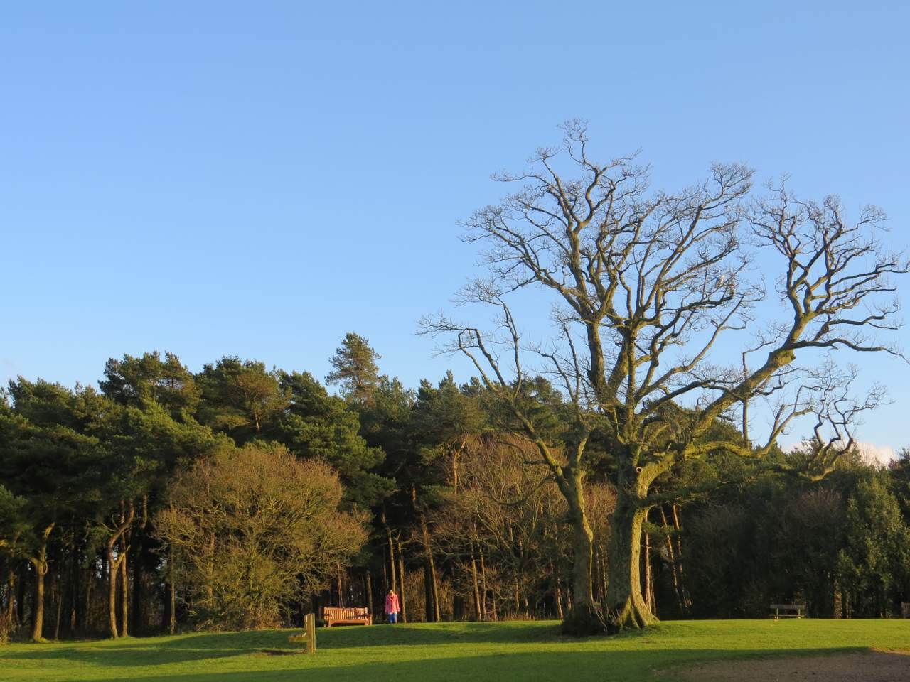 A Walk in the Woods and the Open