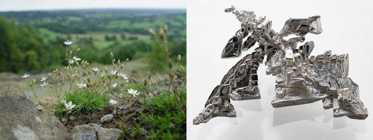 Plants That Decontaminate Soil and Extract Toxic & Useful Metals