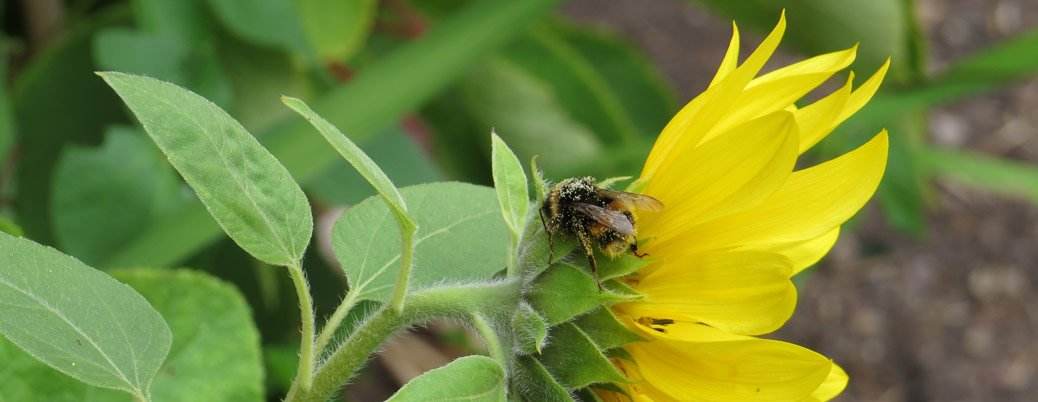 Help Increase Bee Population