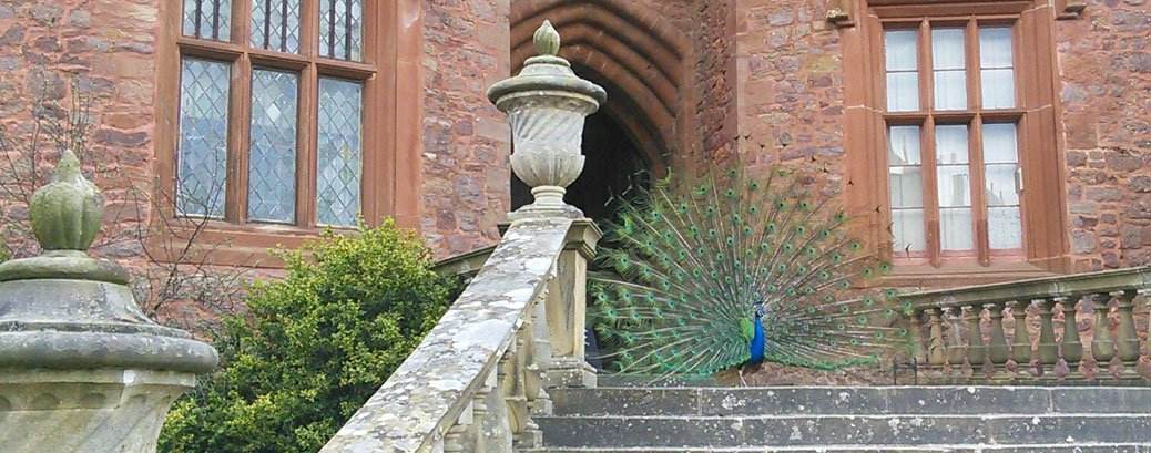 Peacock Defending Powis Castle