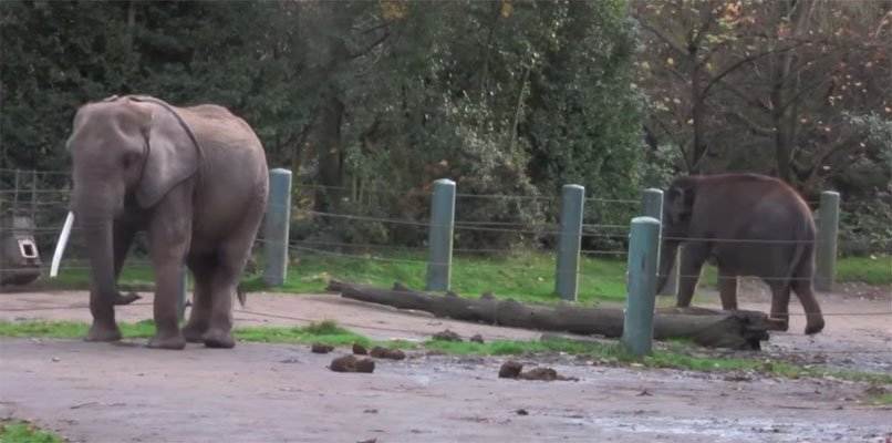 Help Free Two Elephants and Give Them HOME