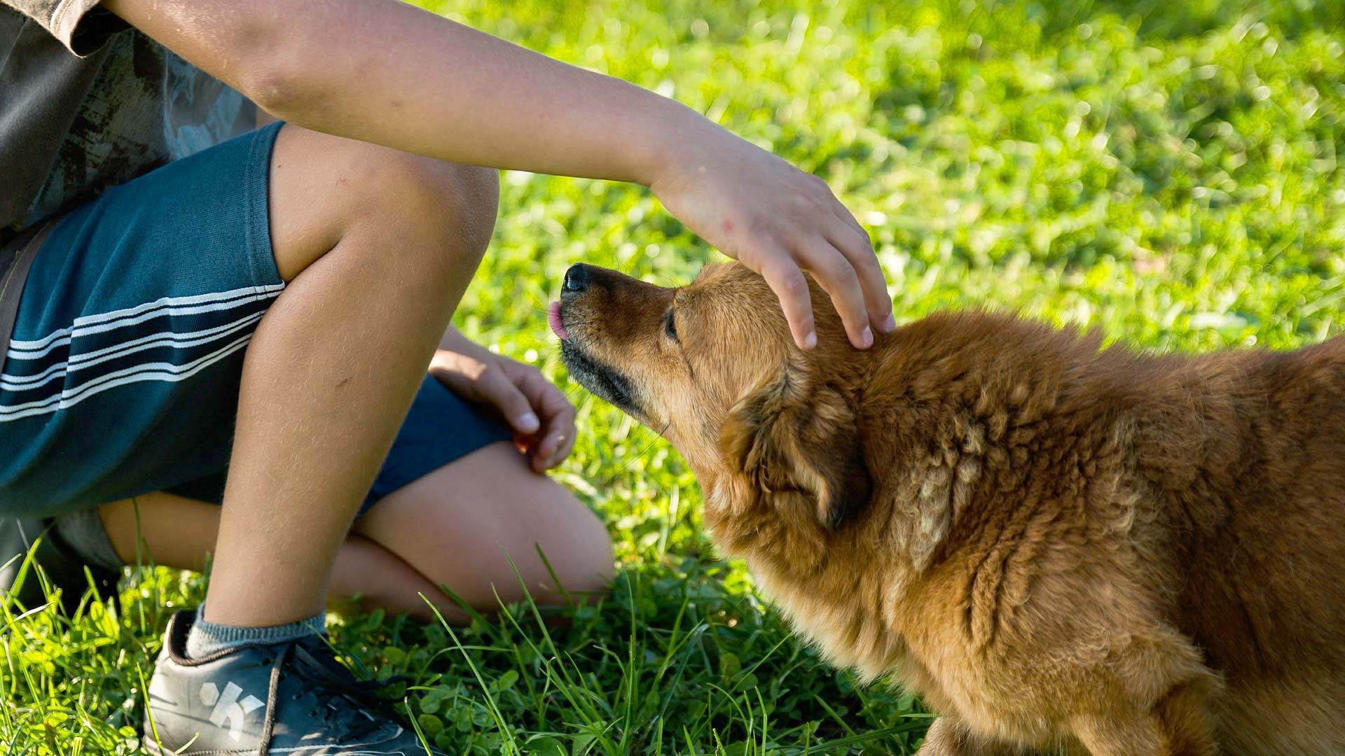 A 30-year fear of dogs, gone in four days