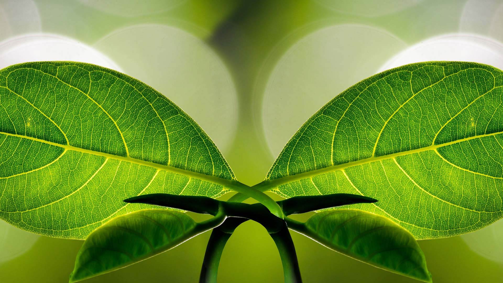 How to Centre the Header Logo, Site Title & Description in Twenty Seventeen